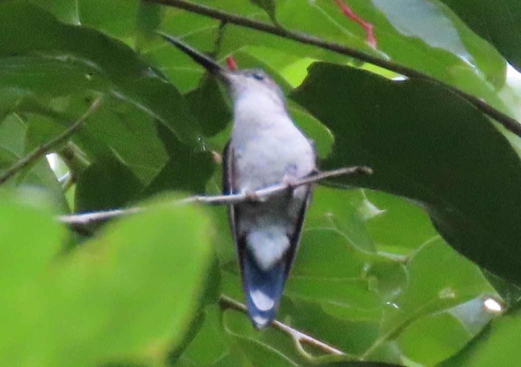 kolibřík běloprsý - ML475772831