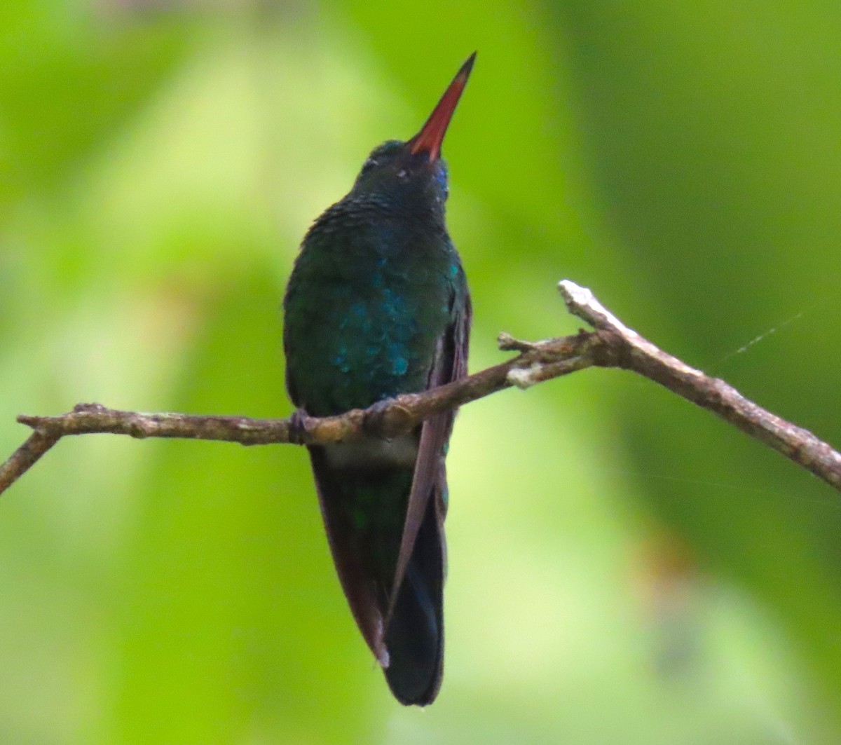 Blue-chinned Sapphire - Manuel Pérez R.