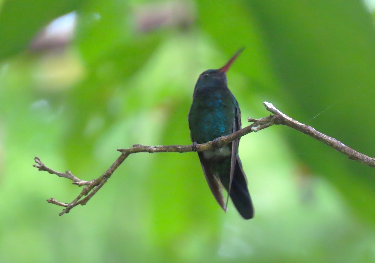 Blue-chinned Sapphire - Manuel Pérez R.