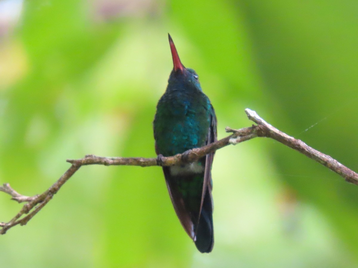 Blue-chinned Sapphire - Manuel Pérez R.