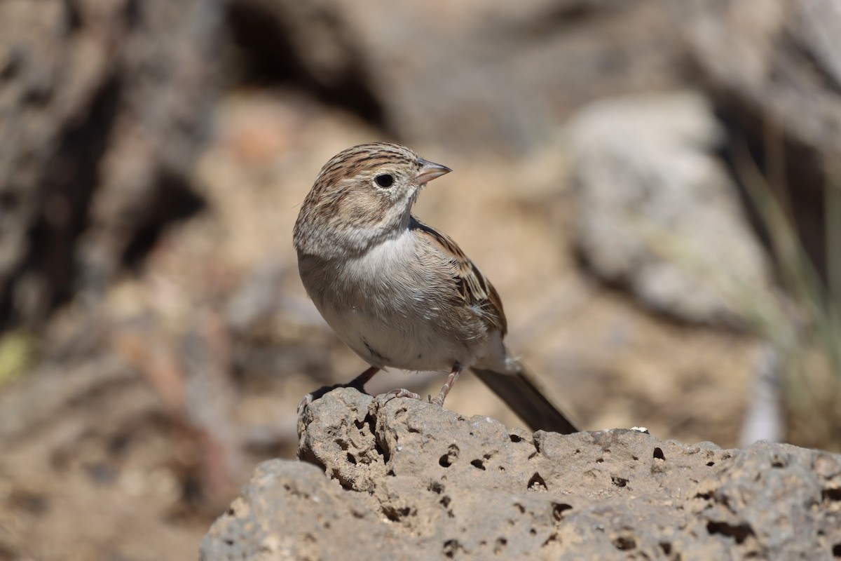 Brewer's Sparrow - ML475773491