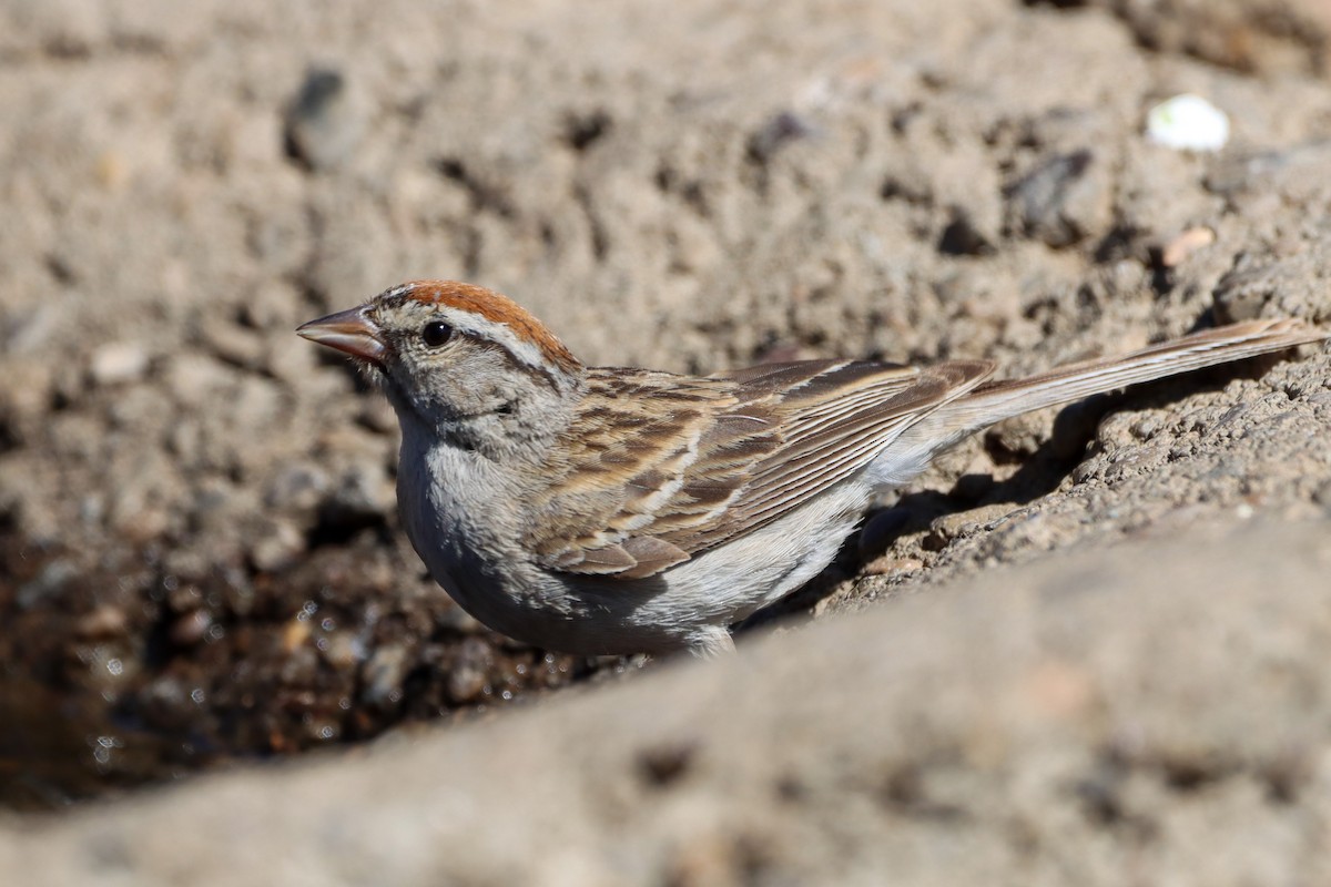 Chipping Sparrow - Madeline Wainscott