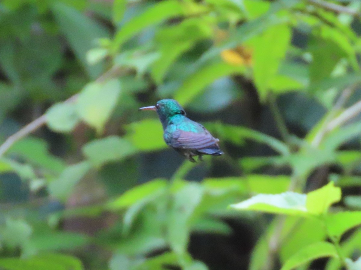 Blue-chinned Sapphire - Manuel Pérez R.