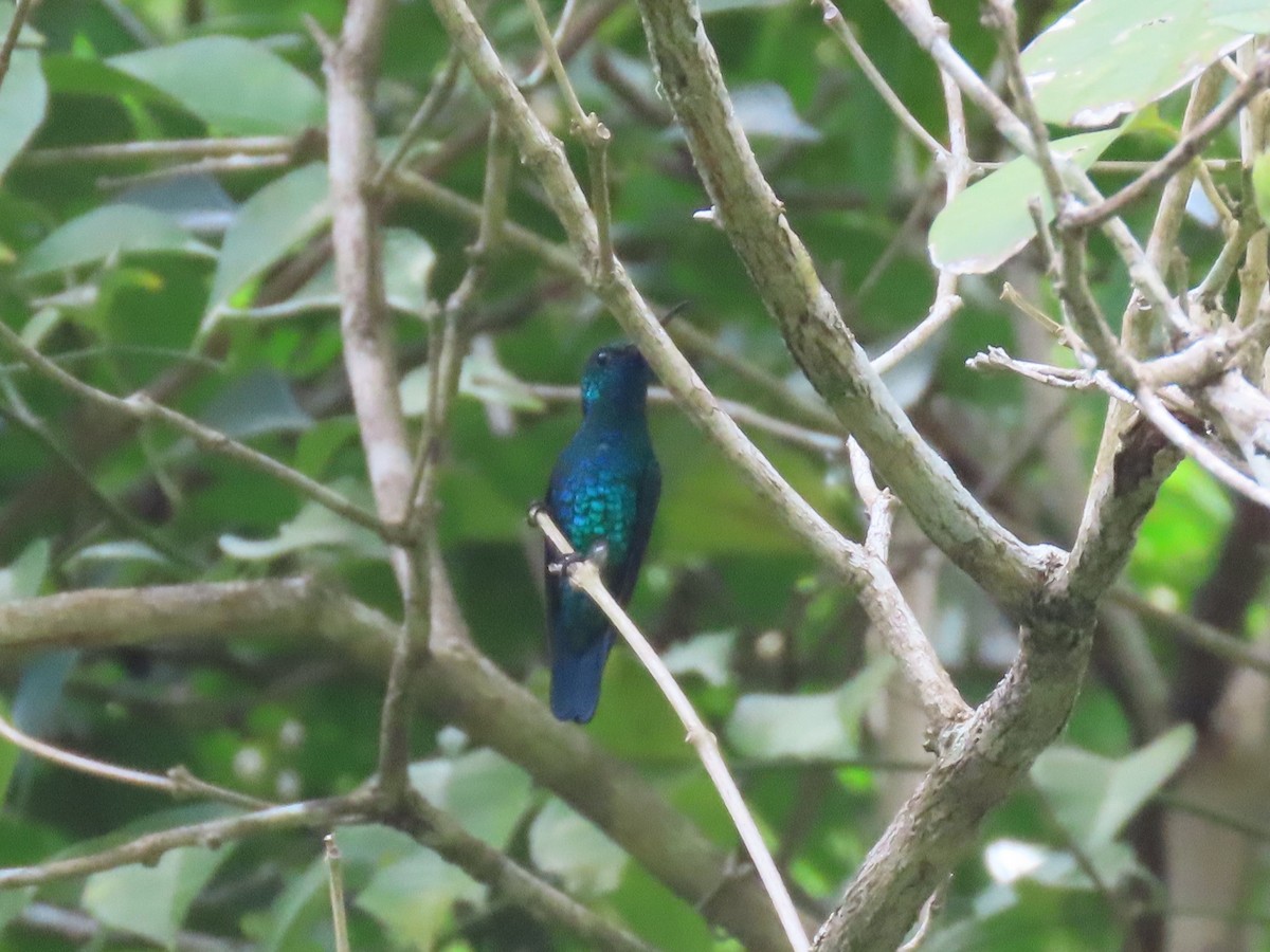 Blue-chinned Sapphire - Manuel Pérez R.