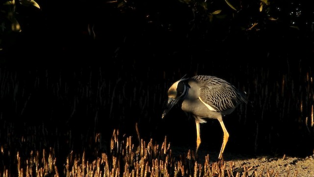 Yellow-crowned Night Heron (Yellow-crowned) - ML475774