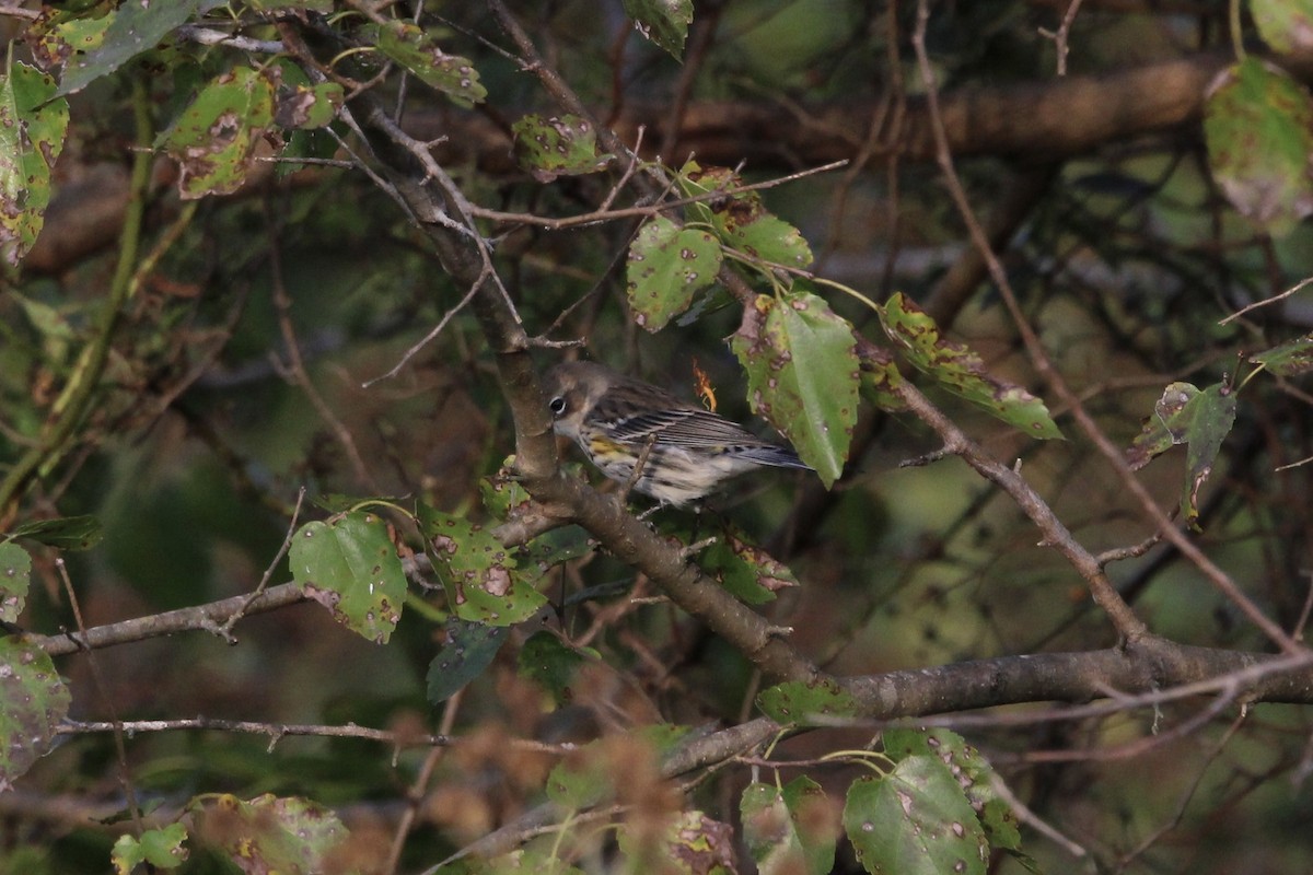 Yellow-rumped Warbler (Myrtle) - Kevin Denice