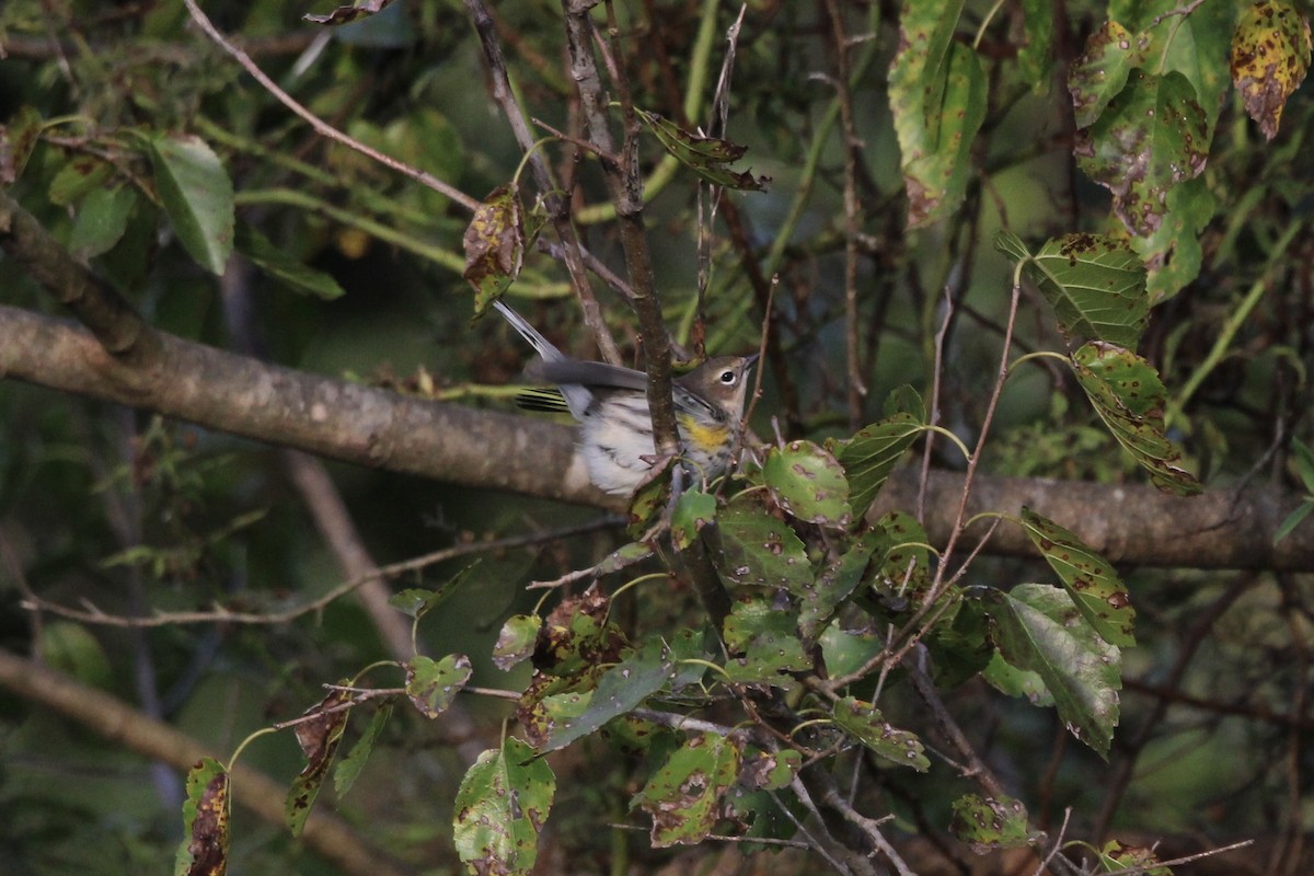 lesňáček žlutoskvrnný (ssp. coronata) - ML475774561