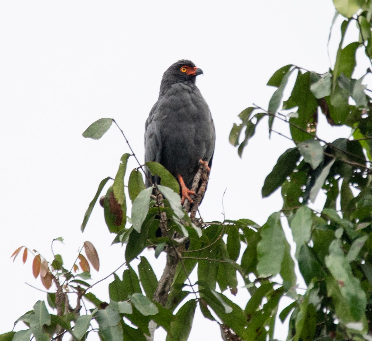 Slate-colored Hawk - Heiler Uribe