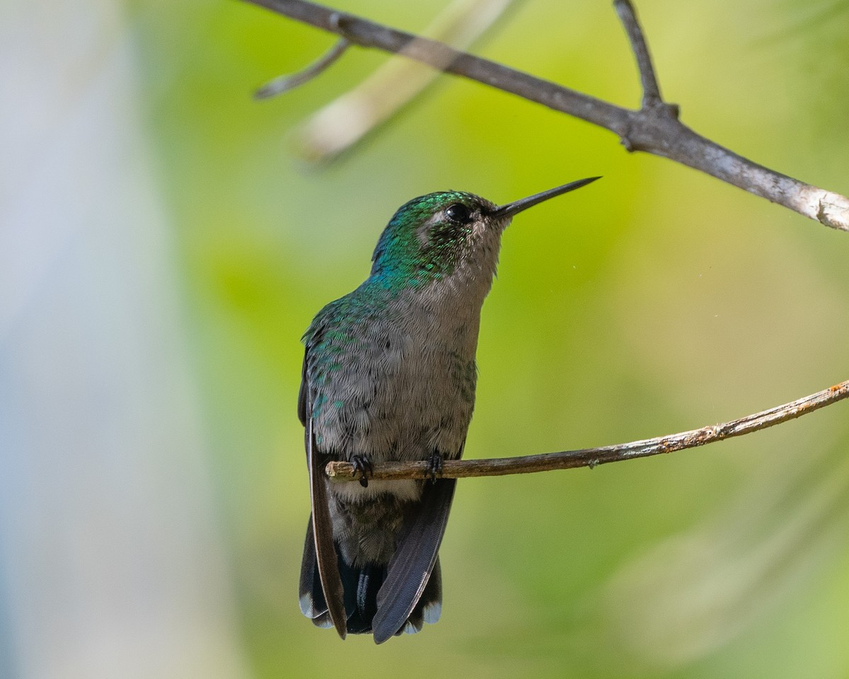 Blue-tailed Emerald - ML475774951