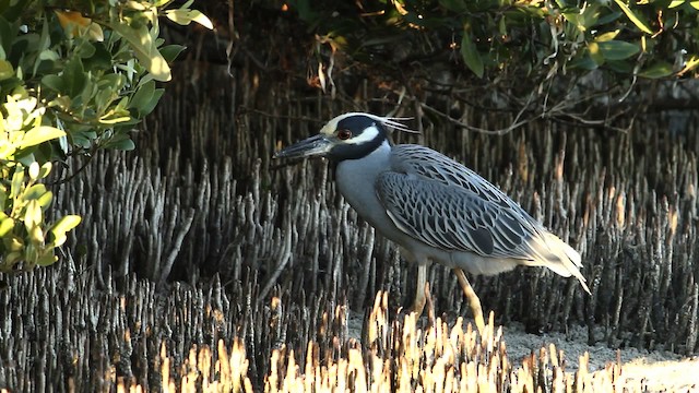 Yellow-crowned Night Heron (Yellow-crowned) - ML475775