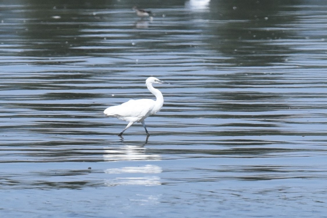 Little Egret - ML475775911