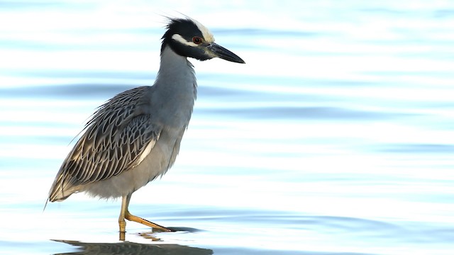 Yellow-crowned Night Heron (Yellow-crowned) - ML475777