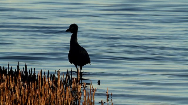 Yellow-crowned Night Heron (Yellow-crowned) - ML475778