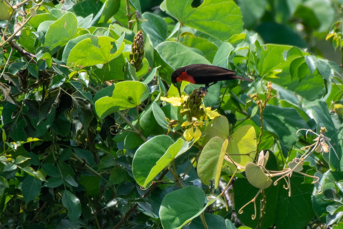 Scarlet-chested Sunbird - ML475779451