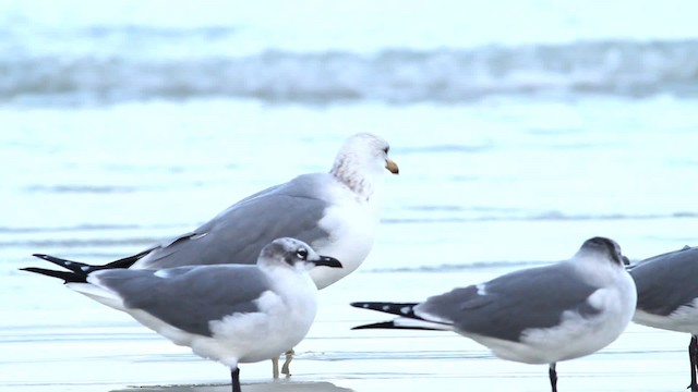 California Gull - ML475780