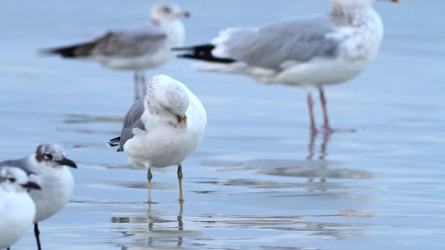 California Gull - ML475783