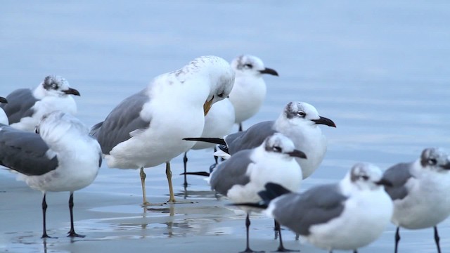 California Gull - ML475784