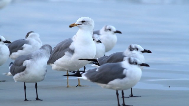 California Gull - ML475785