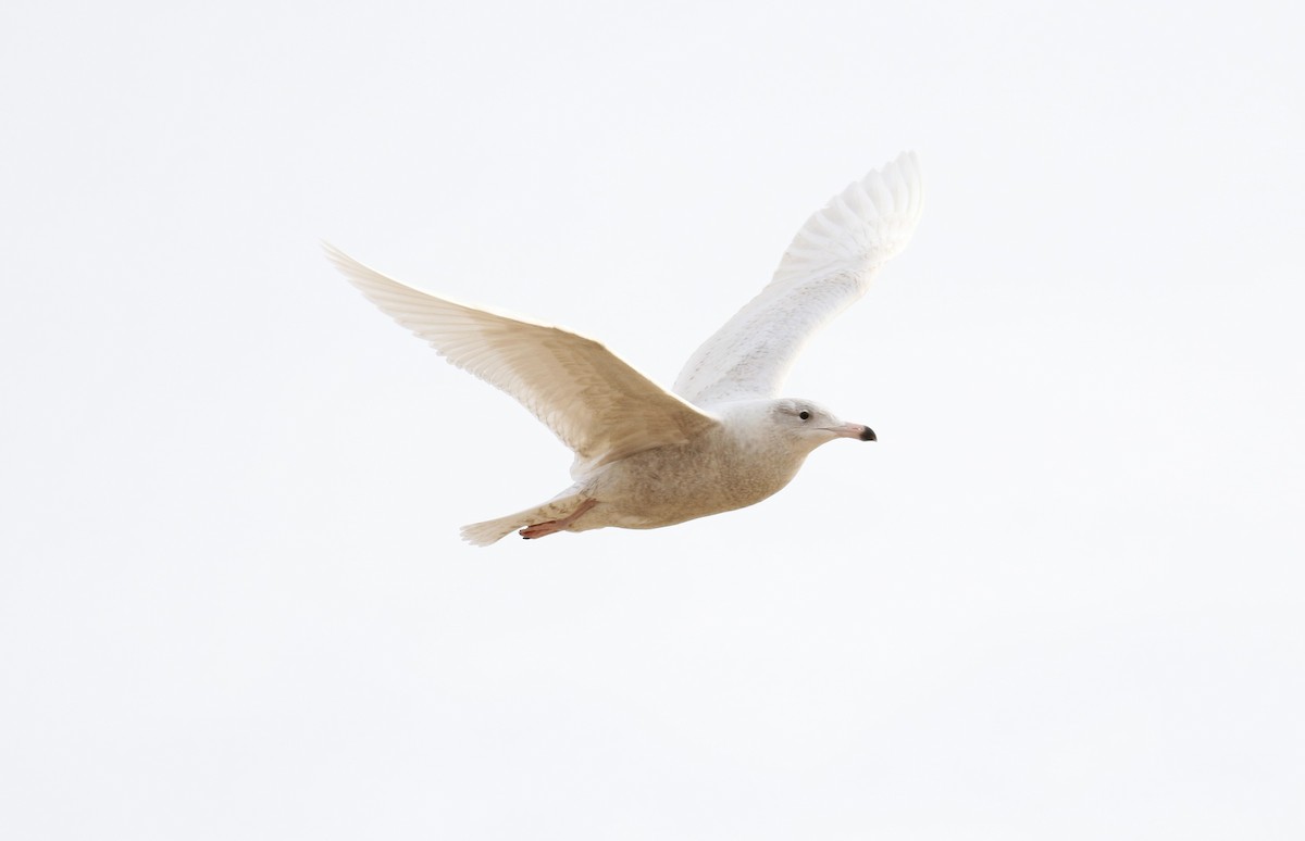 Glaucous Gull - Peter Flood