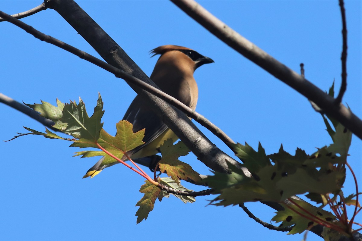 Cedar Waxwing - ML475785931