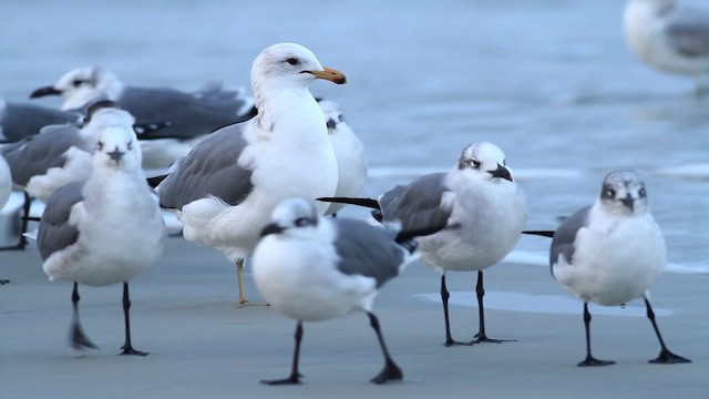 California Gull - ML475786