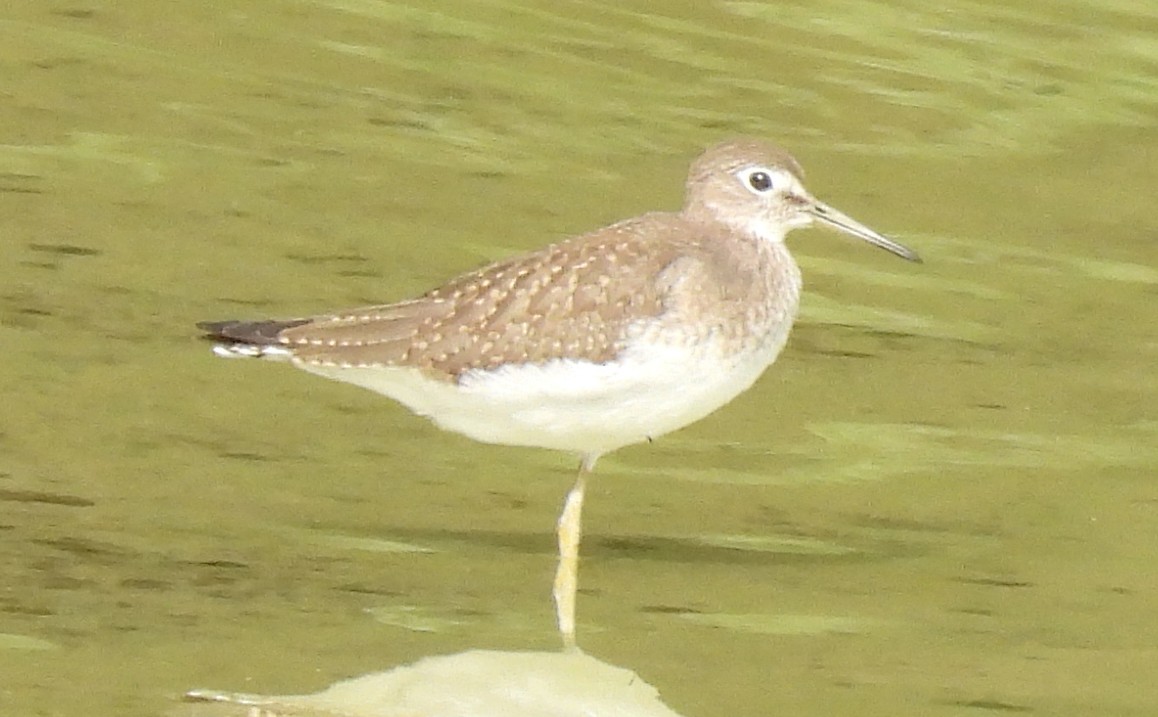 Solitary Sandpiper - ML475786711