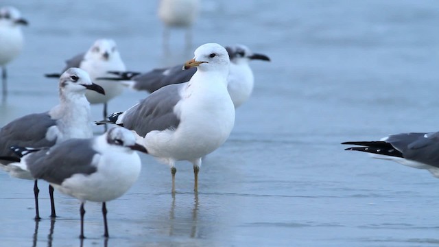 California Gull - ML475787