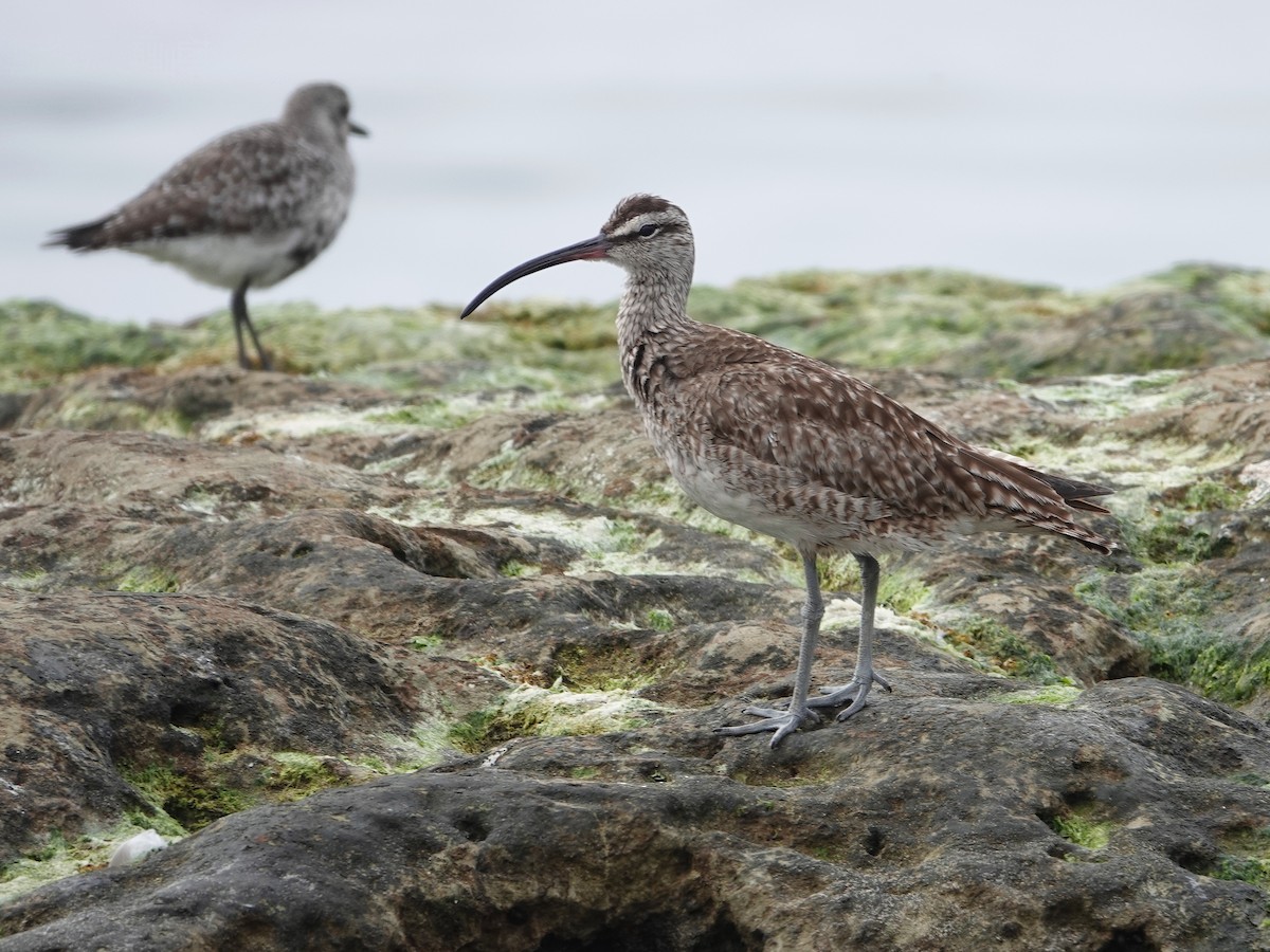 Whimbrel - Gary Martindale