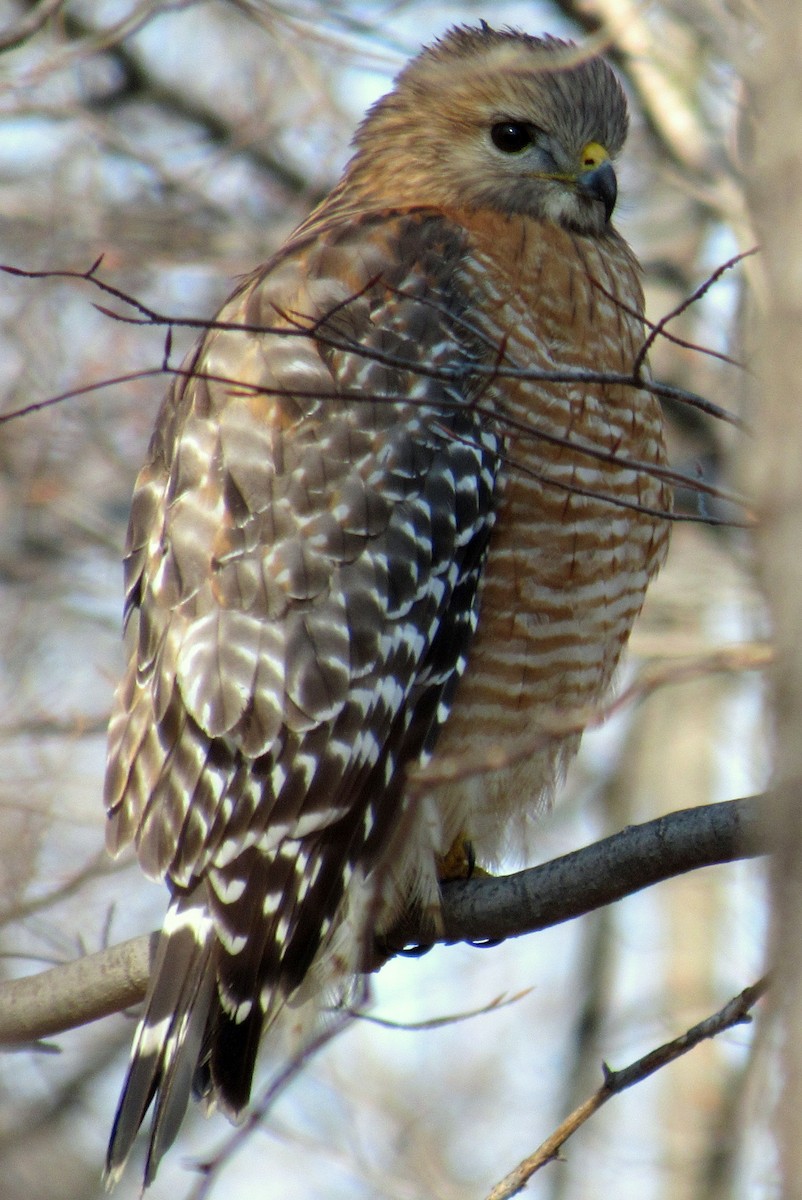 Red-shouldered Hawk - ML47578881