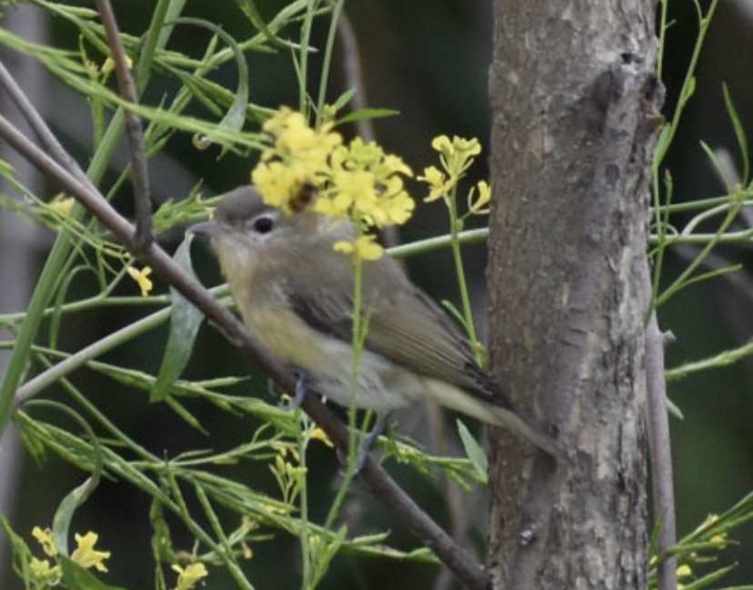 Philadelphia Vireo - ML475789791