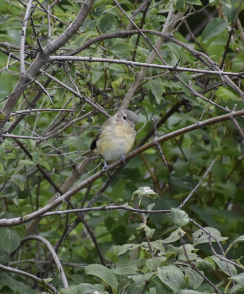 Philadelphia Vireo - ML475789801