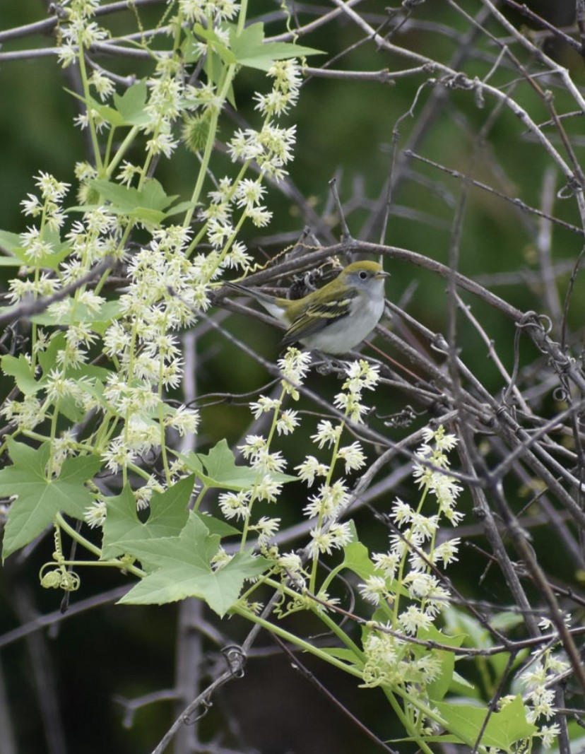 Chestnut-sided Warbler - ML475790131