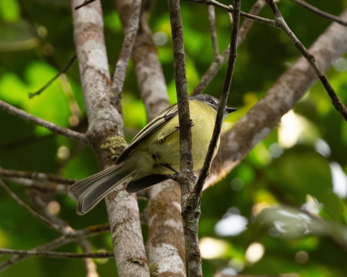 Plumbeous-crowned Tyrannulet - Anthony Kaduck
