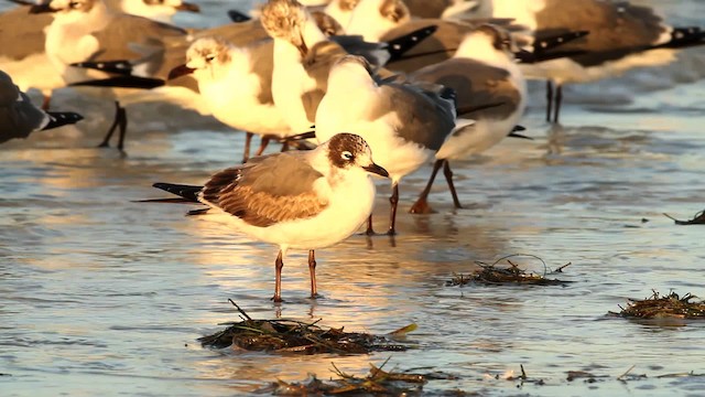 Franklin's Gull - ML475792