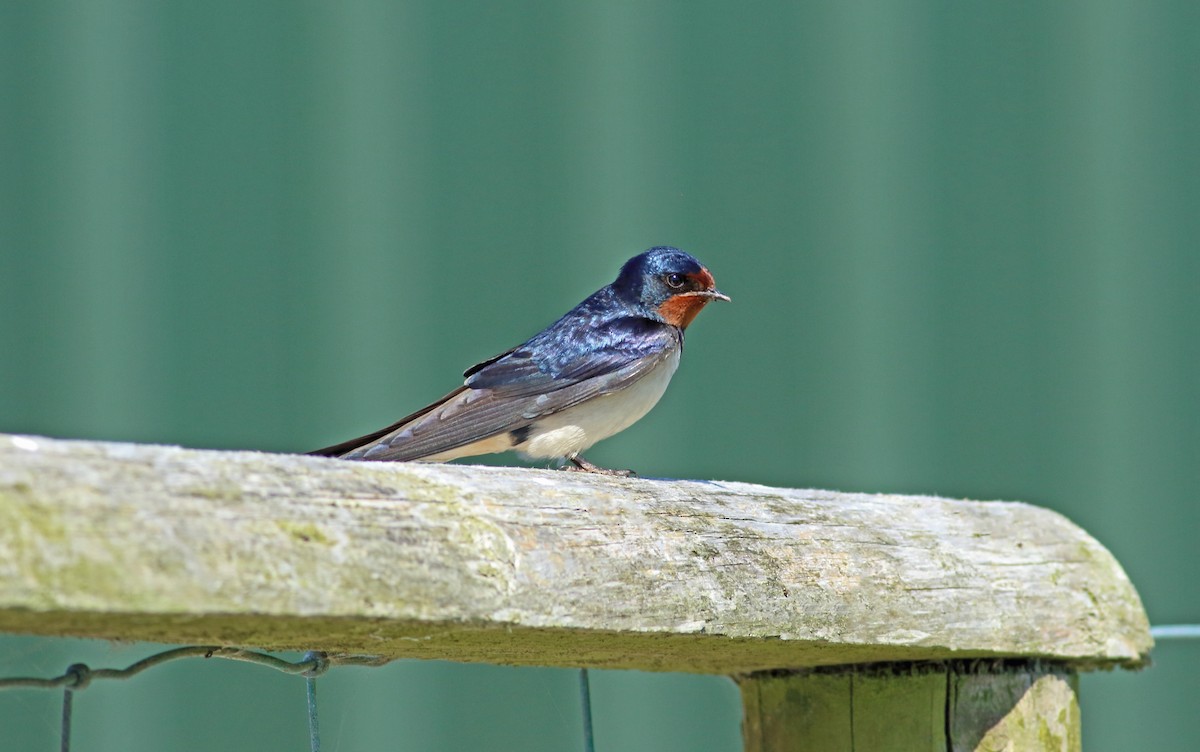 Barn Swallow - Andrew Steele