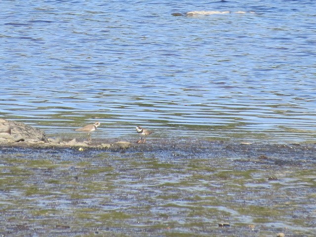 Semipalmated Plover - Jerry Smith