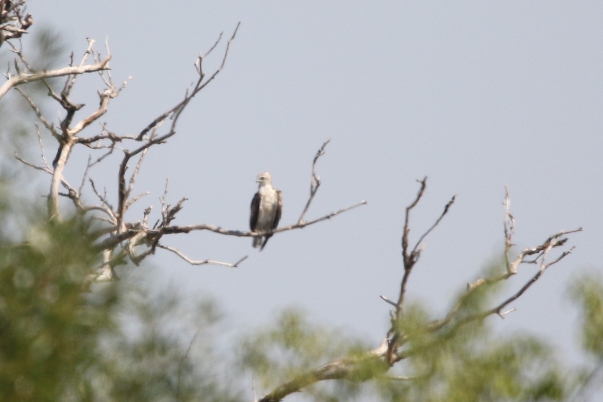 Short-toed Snake-Eagle - Mathieu Soetens