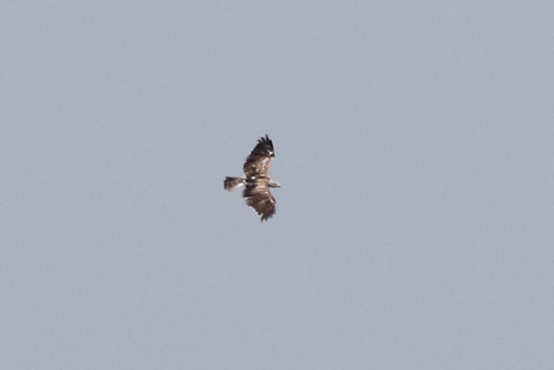 Short-toed Snake-Eagle - Mathieu Soetens