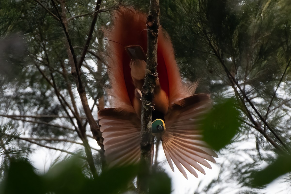 Raggiana Bird-of-Paradise - ML475793891