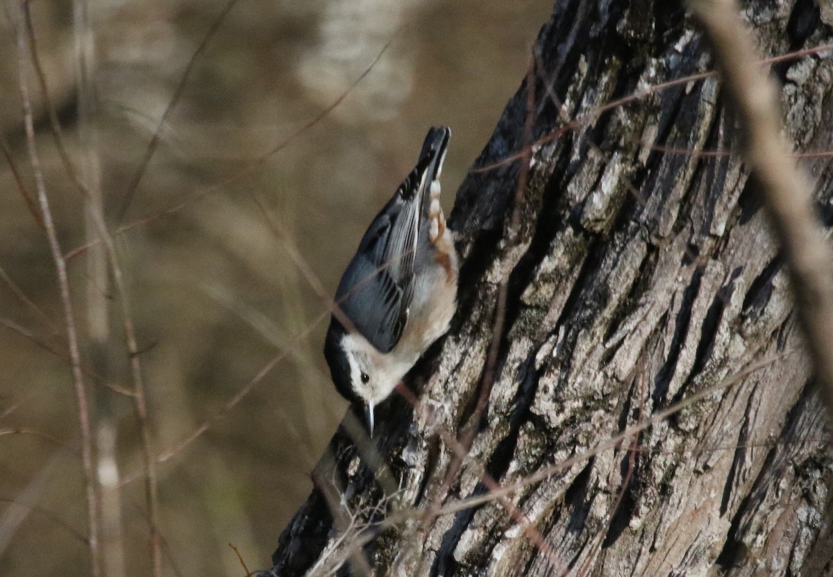 White-breasted Nuthatch (Eastern) - ML475794211