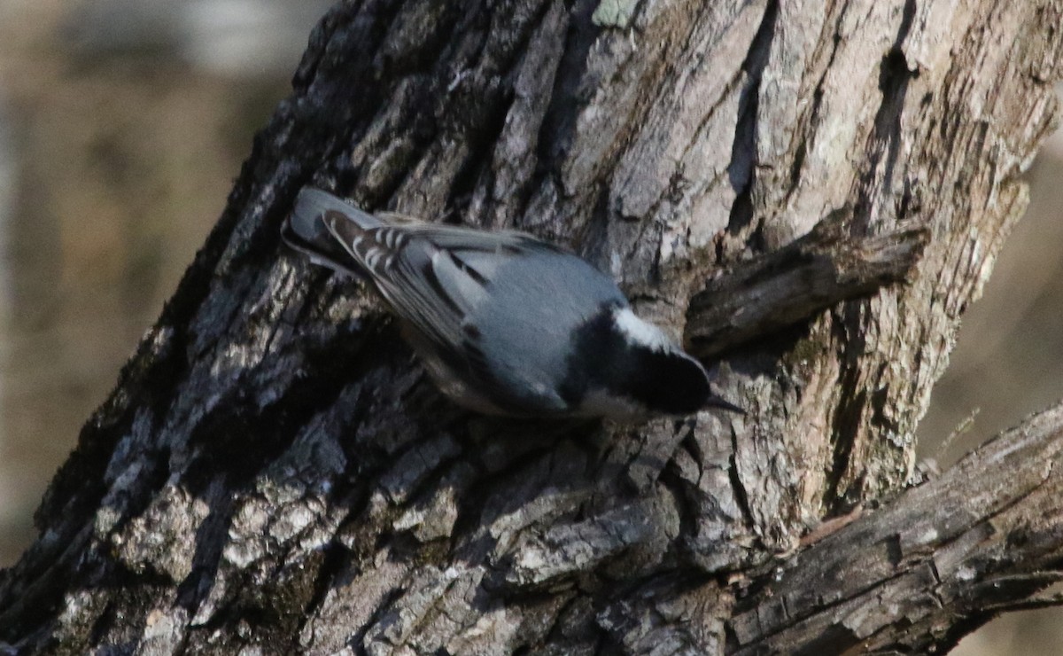 White-breasted Nuthatch (Eastern) - ML475794221