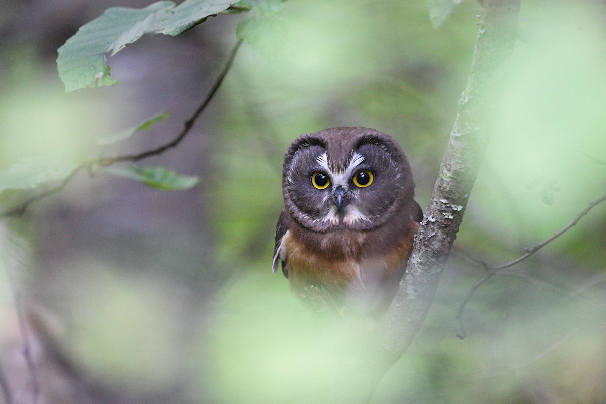 Northern Saw-whet Owl - ML475794751