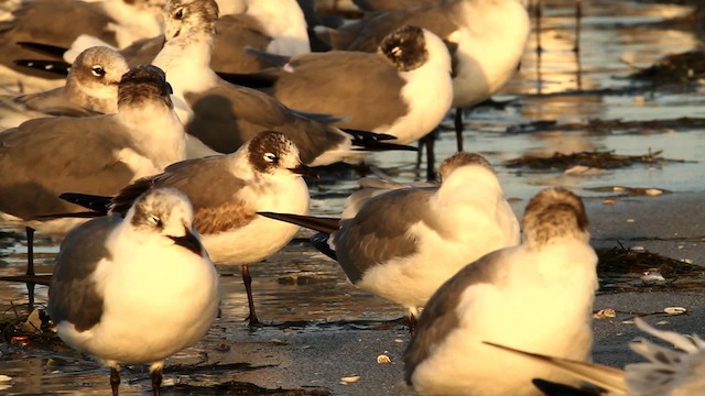 Franklin's Gull - ML475795