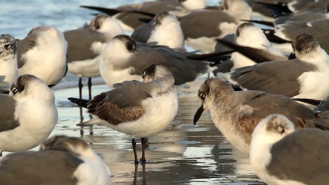 Franklin's Gull - ML475796