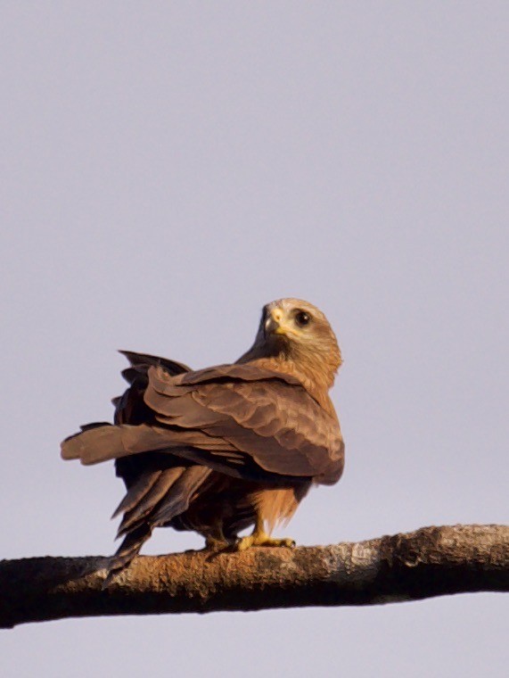 Black Kite - ML475796461