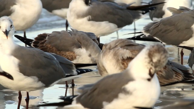 Franklin's Gull - ML475797