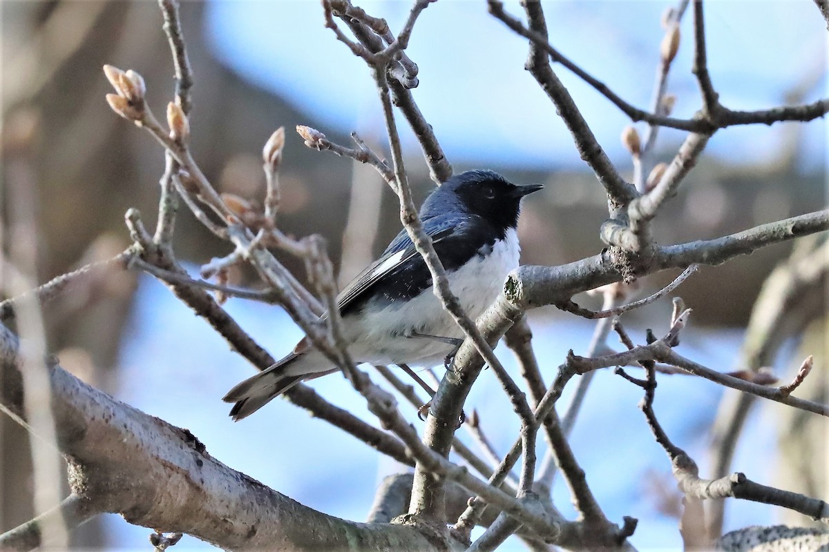 Black-throated Blue Warbler - ML475797361