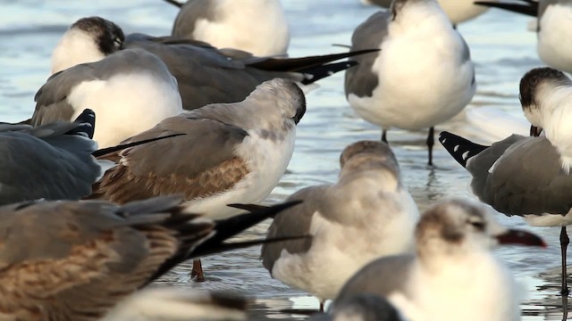 Franklin's Gull - ML475798