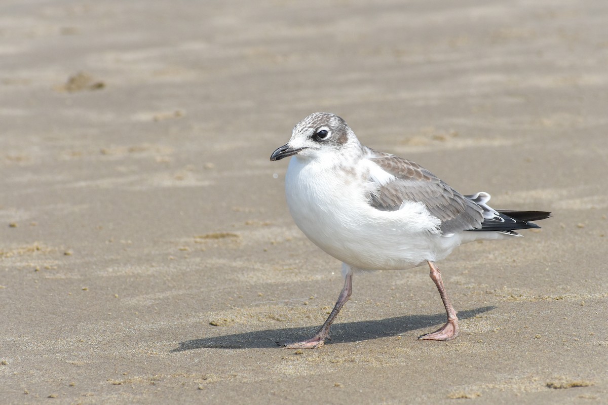 Franklin's Gull - Eric Konkol