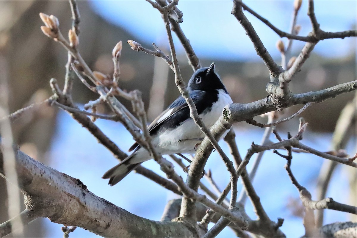 Black-throated Blue Warbler - ML475798691